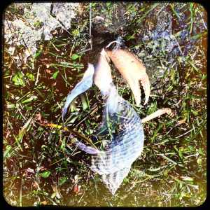 Mull-double-shell-crab